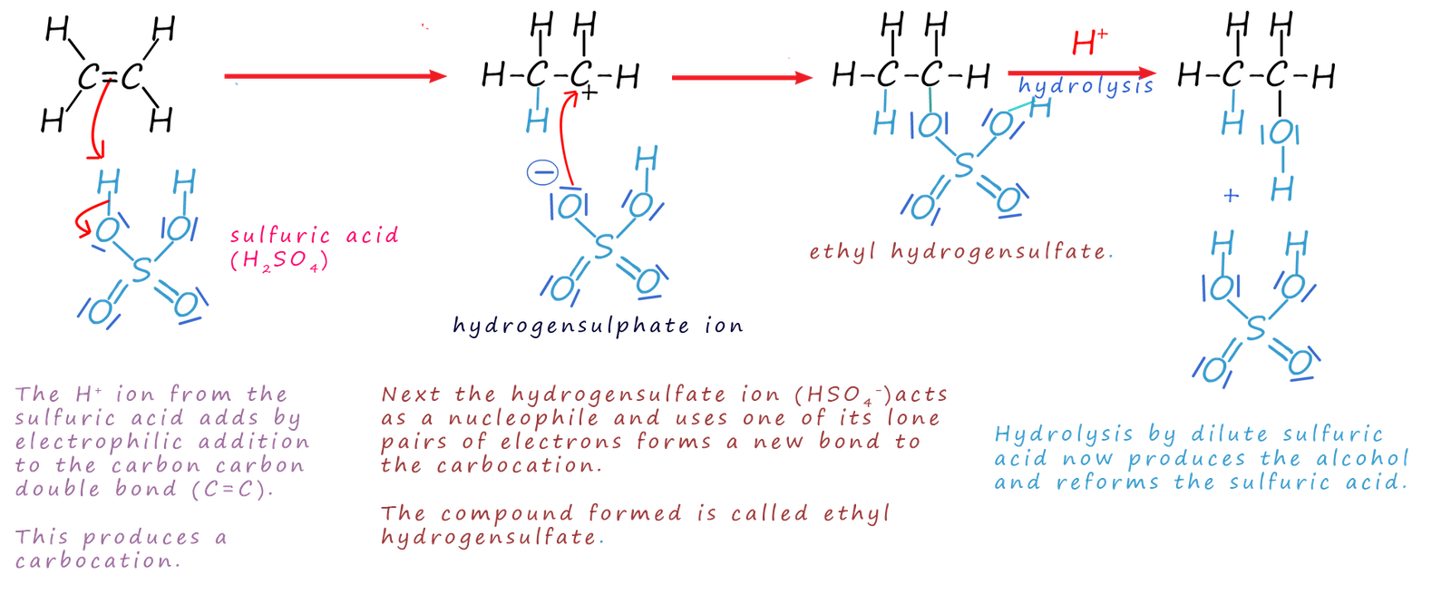 The mechanism for the reaction of an alkene with concentrated sulfuric acid to form an alcohol.